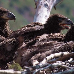 Eagle